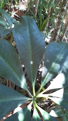 Protarum sechellarum