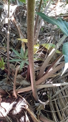 Protarum sechellarum