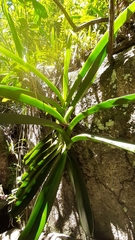 Angraecum eburneum