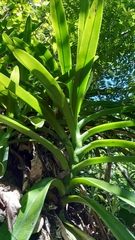 Angraecum eburneum
