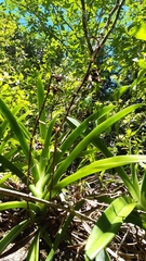 Angraecum eburneum
