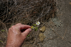 Lantana peduncularis