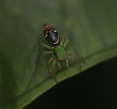 Cosmophasis valerieae