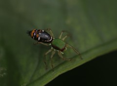 Cosmophasis valerieae