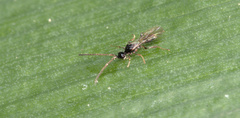 Spilomicrini