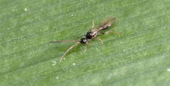 Spilomicrini