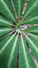 Protarum sechellarum