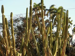 Cereus hexagonus