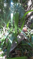 Hypoxidia rhizophylla