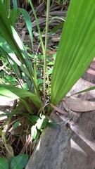 Hypoxidia rhizophylla