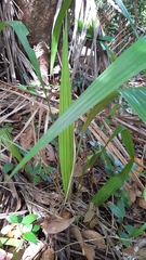 Hypoxidia rhizophylla