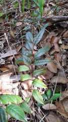Aphloia theiformis