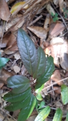 Aphloia theiformis