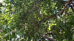 Craterispermum microdon