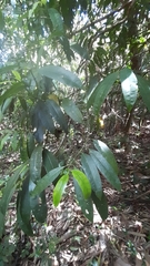 Craterispermum microdon