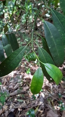 Craterispermum microdon