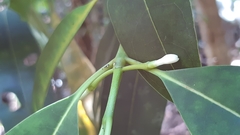 Craterispermum microdon