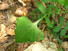 Lactuca raddeana