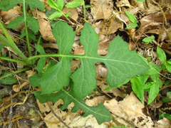 Lactuca raddeana