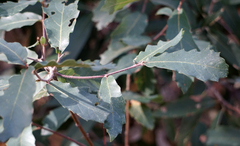 Quercus emoryi