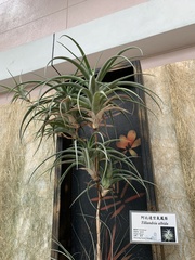 Tillandsia albida