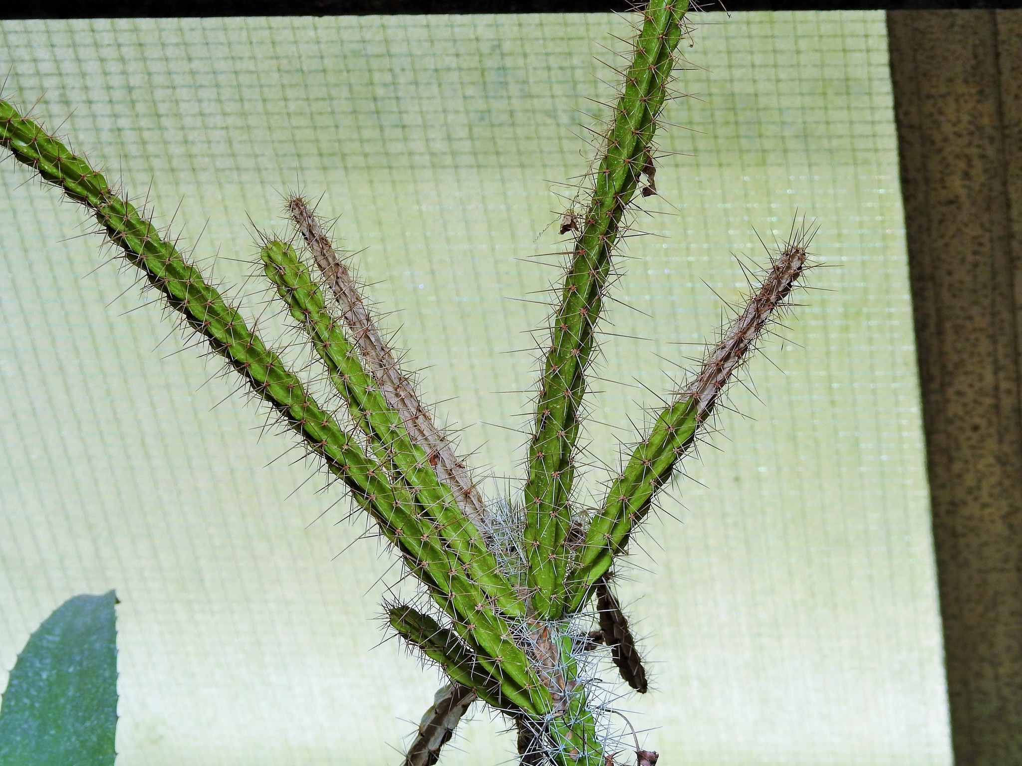 Leptocereus leonii
