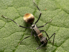 Polyrhachis angusta