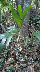 Roscheria melanochaetes