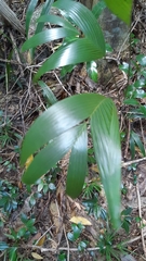 Roscheria melanochaetes