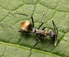 Polyrhachis angusta