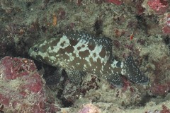 Epinephelus polyphekadion