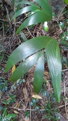 Roscheria melanochaetes