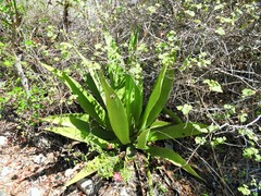 Agave underwoodii