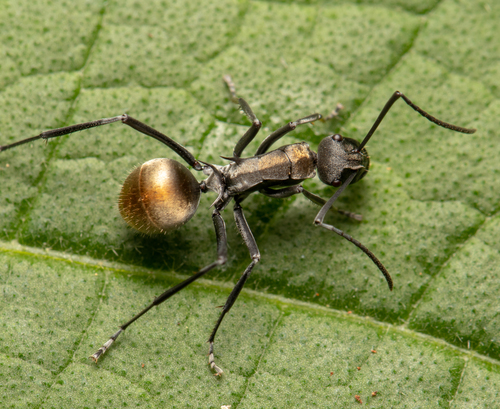 Polyrhachis angustaPolyrhachis angusta