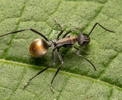 Polyrhachis angusta