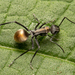Polyrhachis angusta - Photo (c) Nigel Main, some rights reserved (CC BY), uploaded by Nigel Main