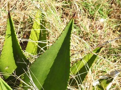 Agave underwoodii