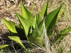Agave underwoodii