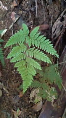 Pteris barklyae