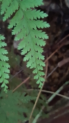 Pteris barklyae