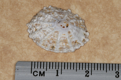 Scutellastra peronii