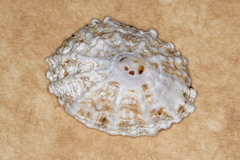 Scutellastra peronii