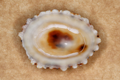 Scutellastra peronii