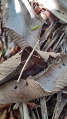 Carausius sechellensis