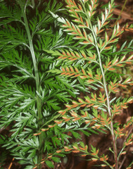 Asplenium appendiculatum