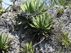 Agave underwoodii