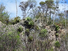 Agave underwoodii