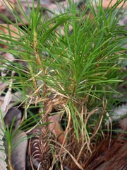Lomandra glauca