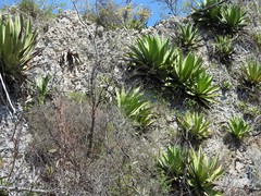 Agave underwoodii