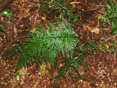 Asplenium appendiculatum